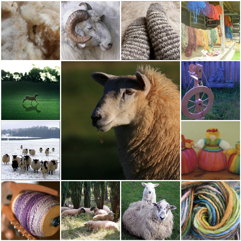 Collage of sheep and wool